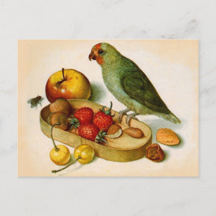 Pygmy Parrot med frukt och Nöt Vykort