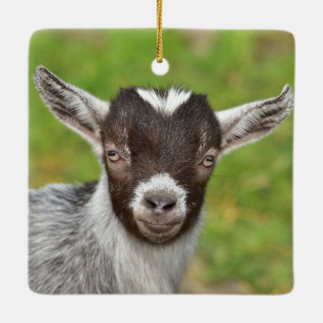 Pygmy Pet Goat Kid Julgransprydnad Keramik (Baksida)