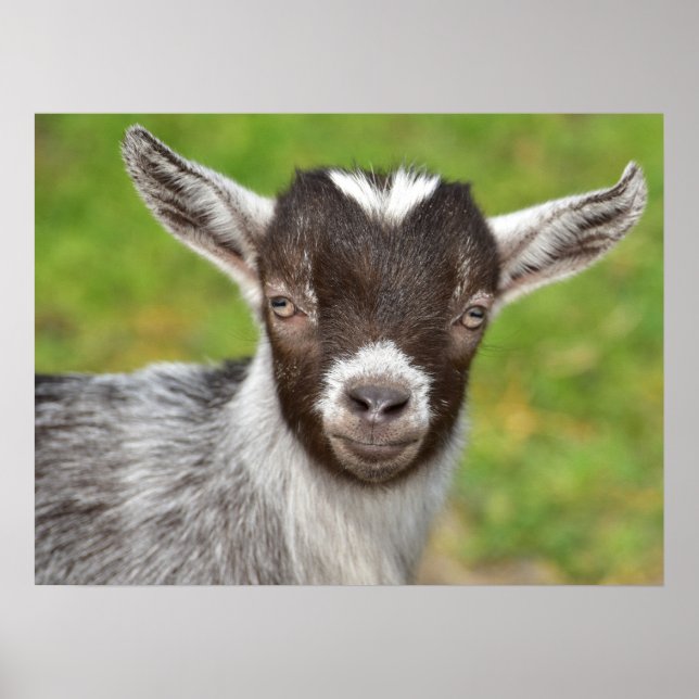 Pygmy Pet Goat Kid Poster (Framsidan)