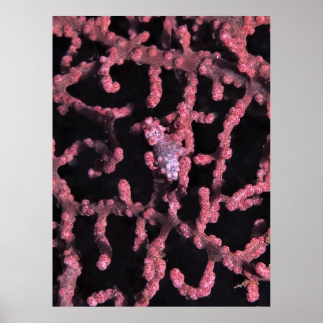Pygmy Seahorse Poster (Framsidan)