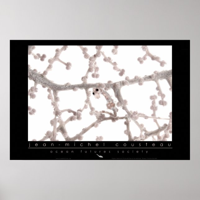 Pygmy Seahorse Poster (Framsidan)