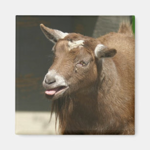 pygmyget magnet