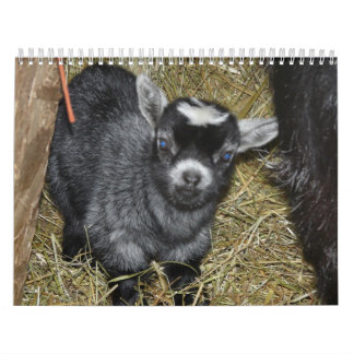 Pygmygetbabyar Kalender