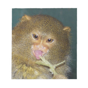 pygmymarmoset10x10 anteckningsblock