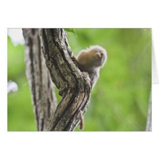 PygmyMarmoset Hälsningskort