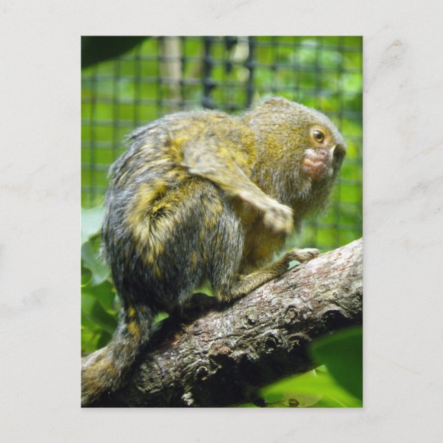 PygmyMarmoset Vykort (Framsida)