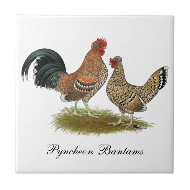 Pyncheon Bantams Kakelplatta (Framsidan)