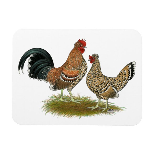 Pyncheon Bantams Magnet (Horisontell)