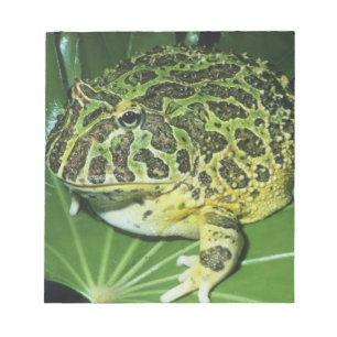 Pyntsmyckad hornpadda, (Ceratophrys ornata), Anteckningsblock