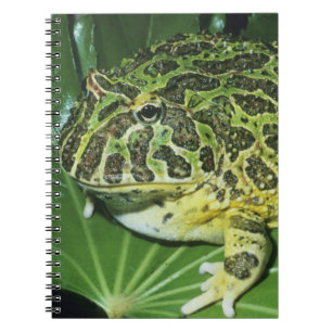 Pyntsmyckad hornpadda, (Ceratophrys ornata), Anteckningsbok Med Spiral