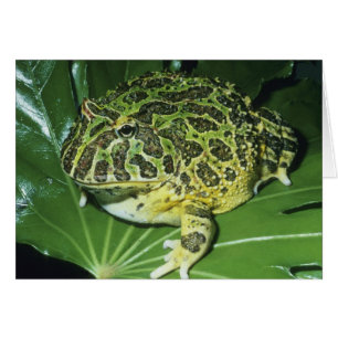 Pyntsmyckad hornpadda, (Ceratophrys ornata), Hälsningskort