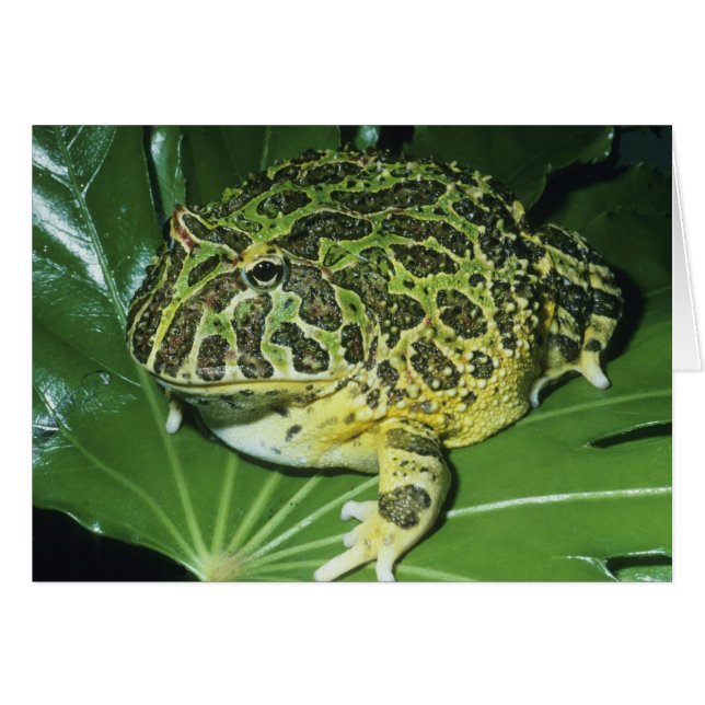 Pyntsmyckad hornpadda, (Ceratophrys ornata), Hälsningskort (Framsidan Horizontal)