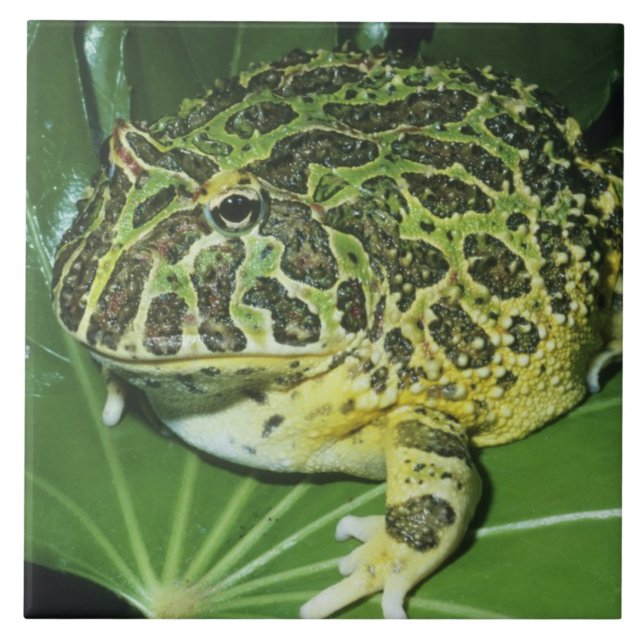 Pyntsmyckad hornpadda, (Ceratophrys ornata), Kakelplatta (Framsidan)