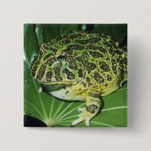 Pyntsmyckad hornpadda, (Ceratophrys ornata), Knapp