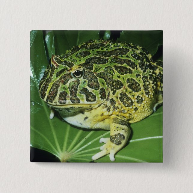 Pyntsmyckad hornpadda, (Ceratophrys ornata), Knapp (Framsida)