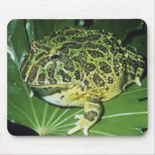 Pyntsmyckad hornpadda, (Ceratophrys ornata), Musmatta