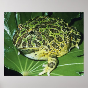 Pyntsmyckad hornpadda, (Ceratophrys ornata), Poster