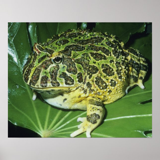 Pyntsmyckad hornpadda, (Ceratophrys ornata), Poster (Framsidan)