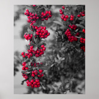 Pyracantha Berry Väggkonstaffisch Poster