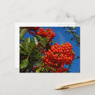 Pyracantha Coccinea-Scarlet Firethorn Berries Vykort