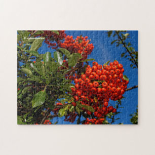 Pyracantha Coccinea/Scarlet Firethorn Pussel