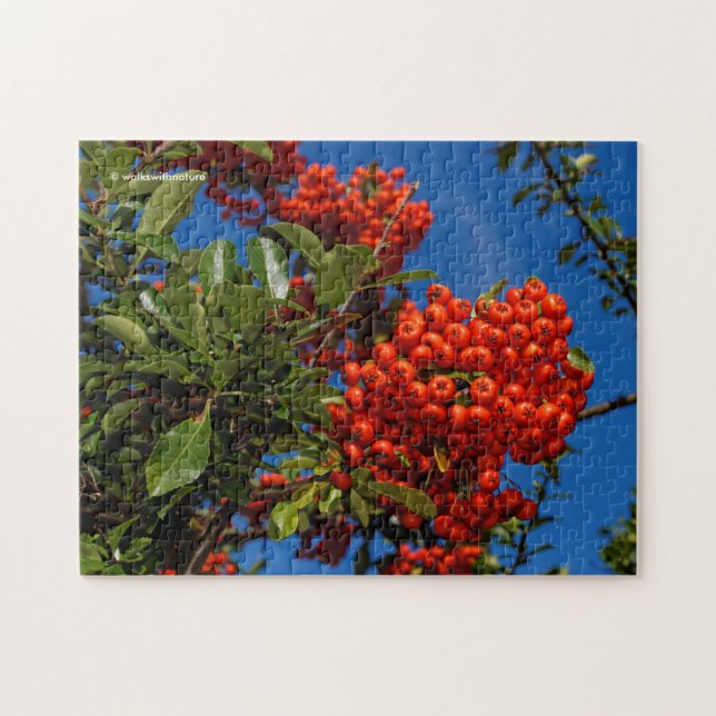 Pyracantha Coccinea/Scarlet Firethorn Pussel (Horisontell)