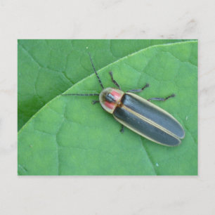 Pyralis Firefly Postcard. Vykort