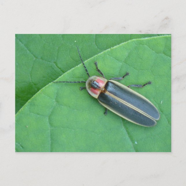 Pyralis Firefly Postcard. Vykort (Framsida)