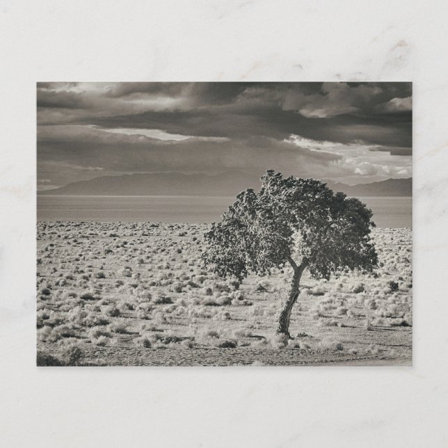 Pyramid Sjö, Nevada Vykort (Framsida)