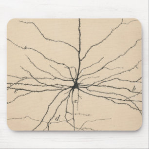 Pyramida Neuron Teckning av Santiago Ramón Y Cajal Musmatta