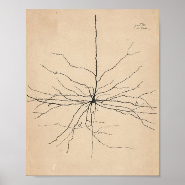 Pyramida Neuron Teckning av Santiago Ramón Y Cajal Poster (Framsidan)
