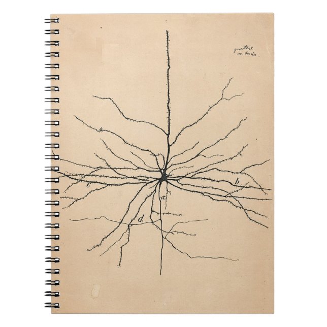 Pyramida Neuron Teckning Santiago Ramon y Cajal Anteckningsbok (Framsidan)