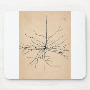 Pyramida Neuron Teckning Santiago Ramon y Cajal Musmatta