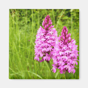 Pyramidal Orchid Magnet