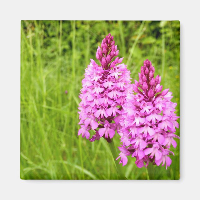 Pyramidal Orchid Magnet (Framsidan)