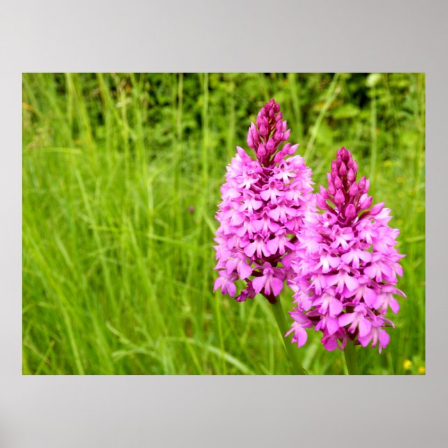Pyramidal Orchid Poster (Framsidan)