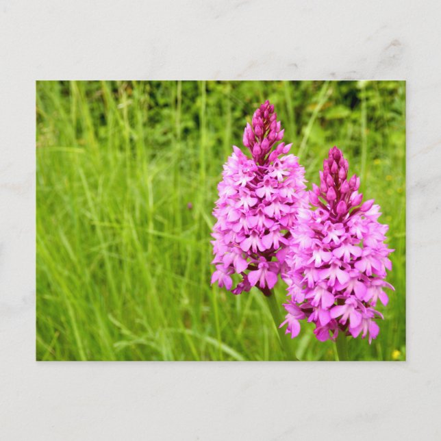 Pyramidal Orchid vykort (Framsida)