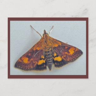 Pyrausta orphisalis Snout Nose Moth Postkort Vykort