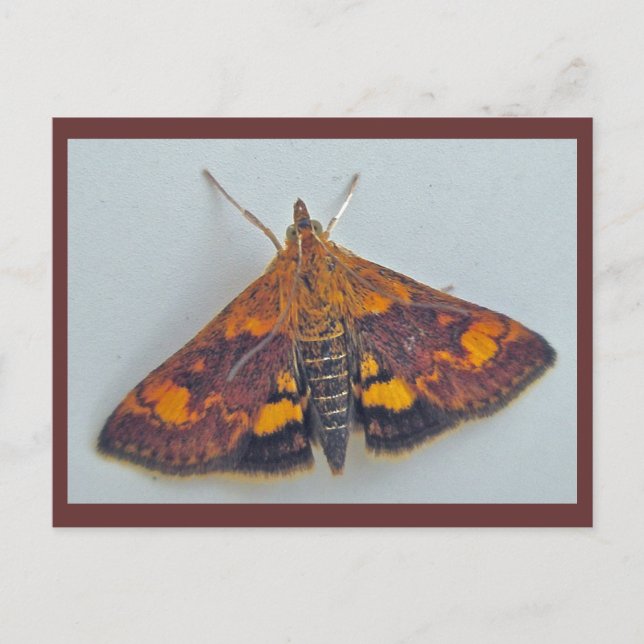 Pyrausta orphisalis Snout Nose Moth Postkort Vykort (Framsida)