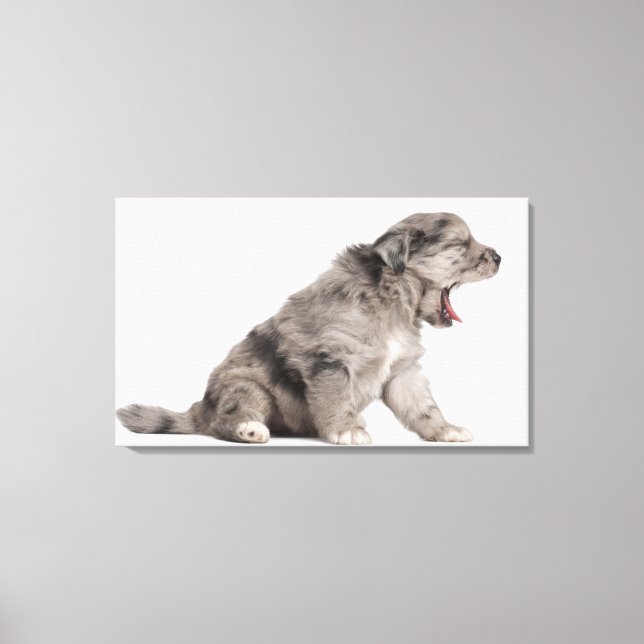 Pyrenean Shepherd puppy (4 veckor) Canvastryck (Framsida)