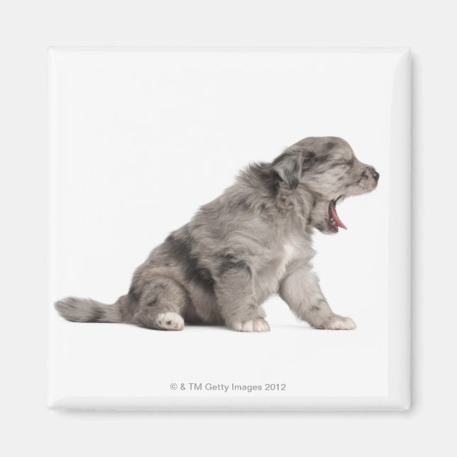 Pyrenean Shepherd puppy (4 veckor) Magnet (Framsidan)