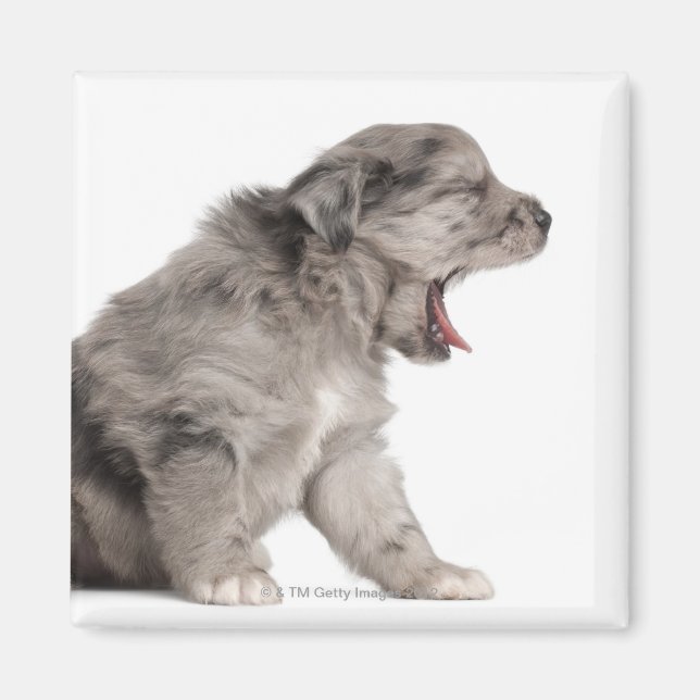 Pyrenean Shepherd puppy (4 veckor) Magnet (Framsidan)