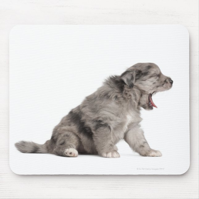 Pyrenean Shepherd puppy (4 veckor) Musmatta (Framsidan)