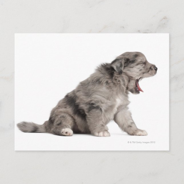 Pyrenean Shepherd puppy (4 veckor) Vykort (Framsida)