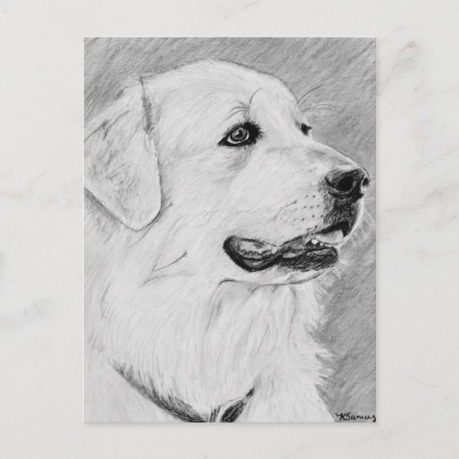 PyreneanMountainDog.jpg Vykort (Framsida)