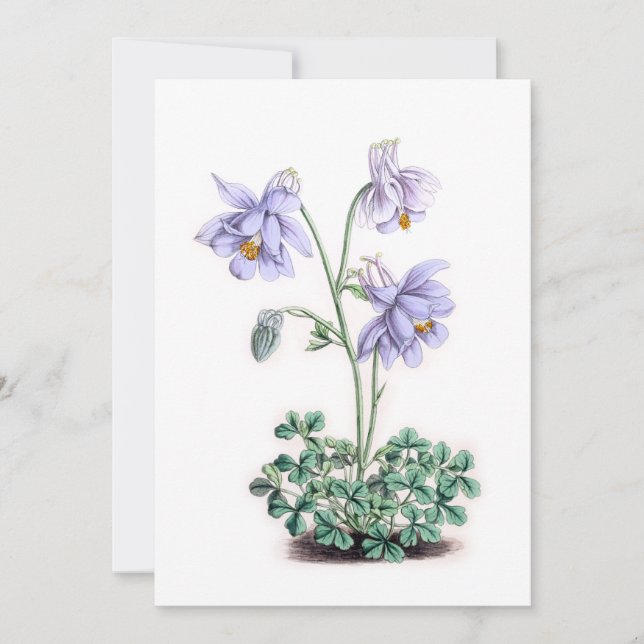 Pyrenéerna Columbine - Aquilegia pyrenaica (Framsida)