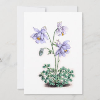 Pyrenéerna Columbine - Aquilegia pyrenaica