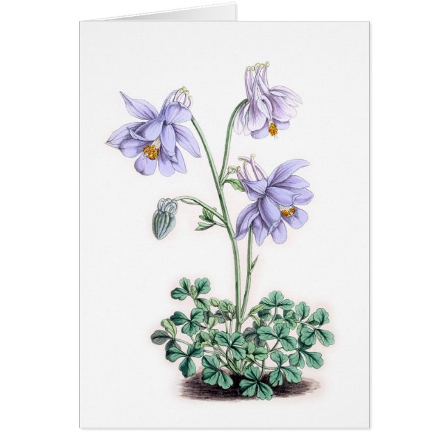 Pyrenees Columbine - Aquilegia pyrenaica Hälsningskort (Framsidan)