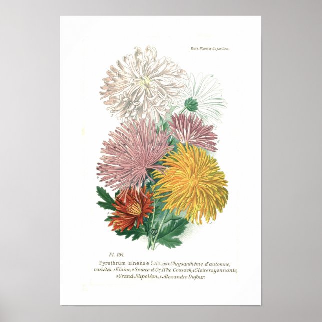 Pyrethrum sinense (Chrysanthemum) Poster (Framsidan)