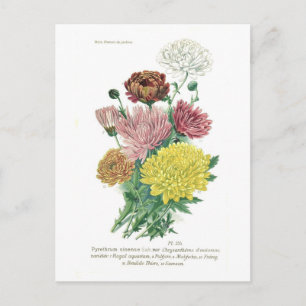 Pyrethrum sinense (Chrysanthemum) Vykort